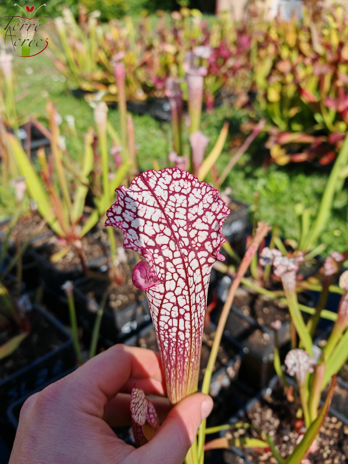 SL35 Sarracenia leucophylla – Hot Pink Selections 1, Botanik (L48a, MK)