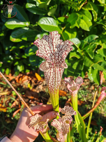 SL35 Sarracenia leucophylla – Hot Pink Selections 1, Botanik (L48a, MK)