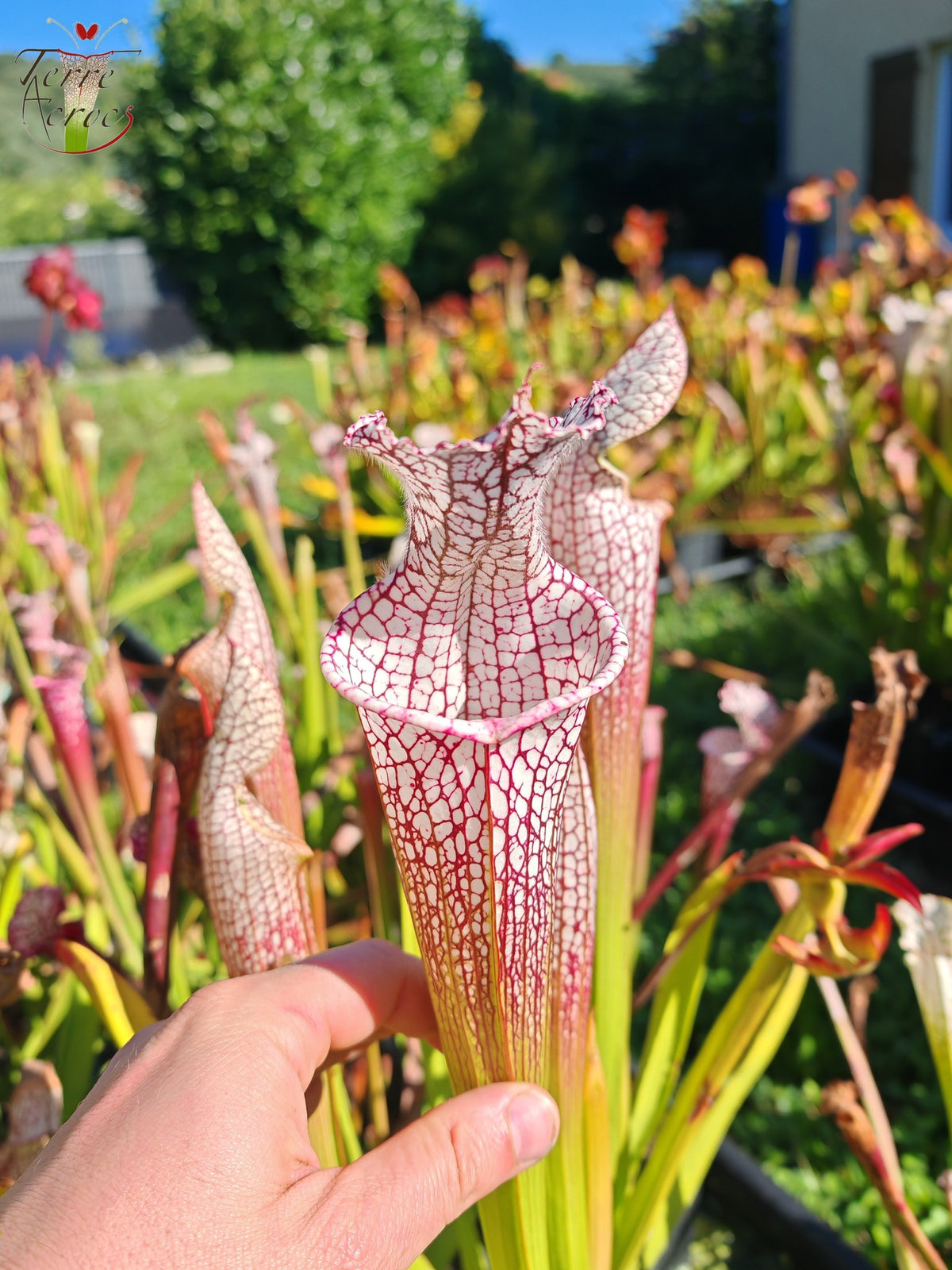 SL38 Sarracenia leucophylla -- 'Mont Blanc', F2
