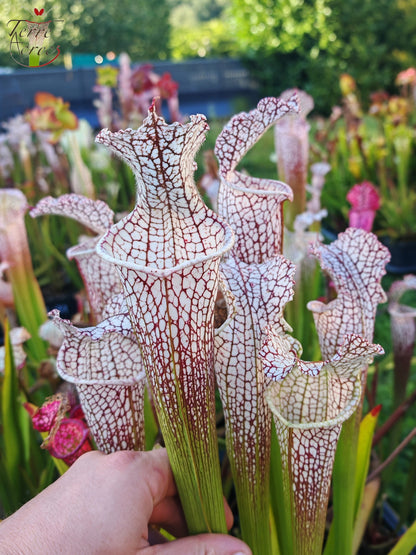 SL38 Sarracenia leucophylla -- 'Mont Blanc', F2