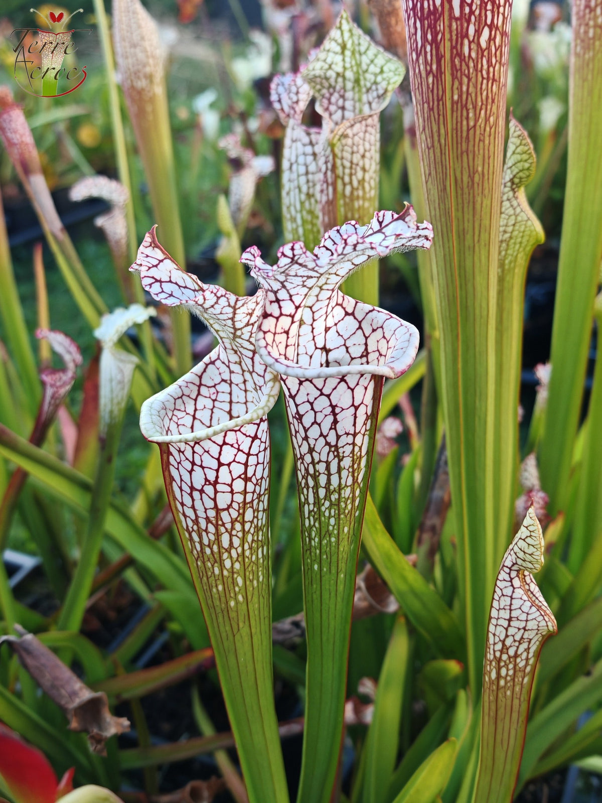 SL41 Sarracenia leucophylla – Santa Rosa Co, FL, (WS) (L78, MK)