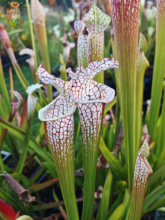 SL41 Sarracenia leucophylla – Santa Rosa Co, FL, (WS) (L78, MK)