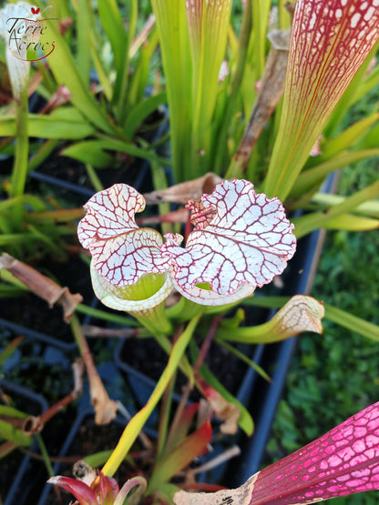 SL41 Sarracenia leucophylla – Santa Rosa Co, FL, (WS) (L78, MK)