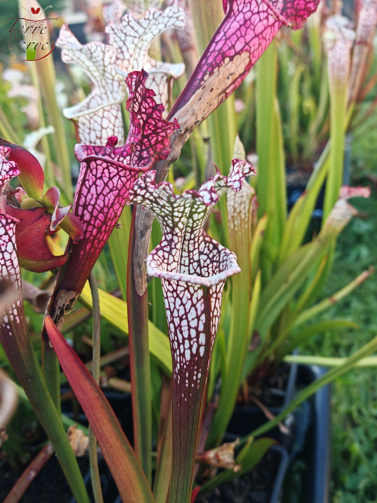 Sarracenia 2025 Samen (SL42 x OP)