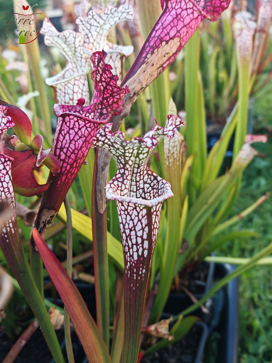 Graines Sarracenia 2025 (SL42 x OP)