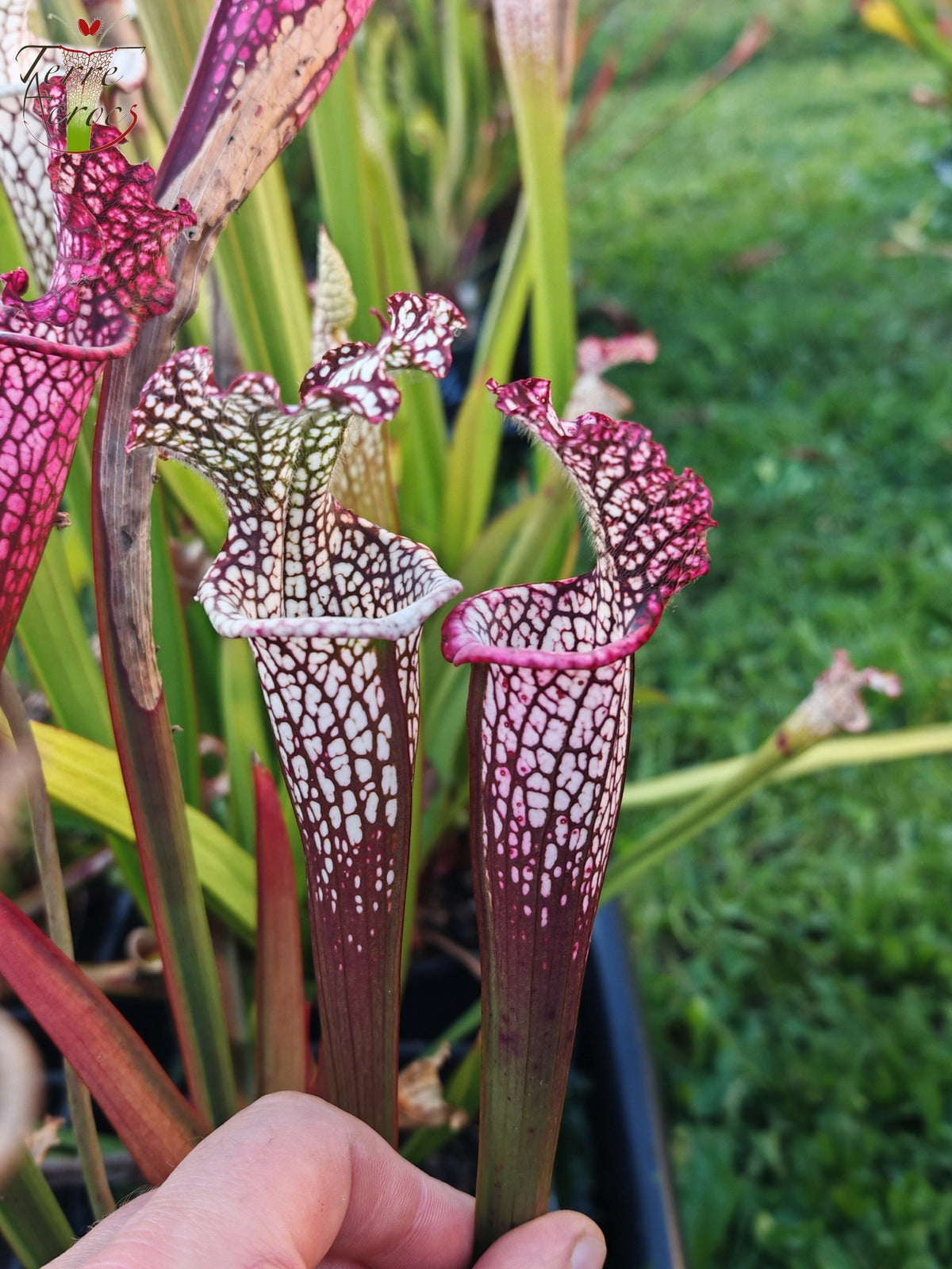Sarracenia 2025 Samen (SL42 x OP)