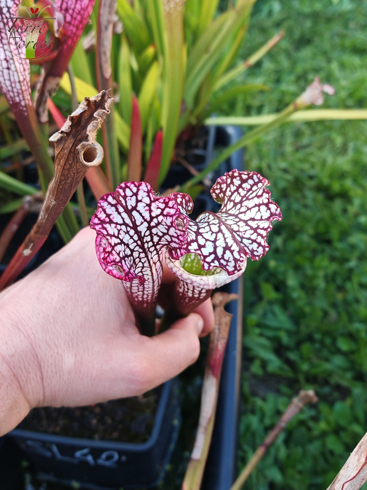 Sarracenia 2025 Samen (SL42 x OP)