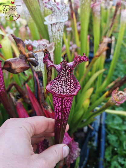 Sarracenia 2025 Samen (SL42 x OP)