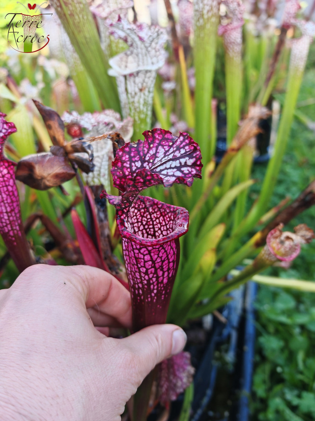 Sarracenia 2025 Samen (SL42 x OP)