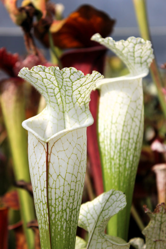 SLA01f Sarracenia leucophylla var. alba – „Hurricane Creek White“ (Klon F)