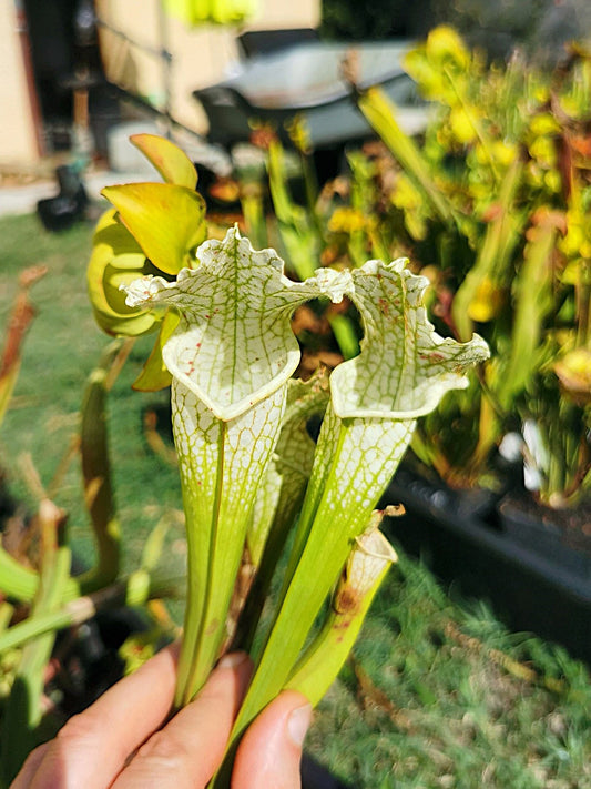 SLA02 Sarracenia leucophylla var. alba ('Hurricane Creek white', seedling. Vigorous, Stefan Lessen x self)