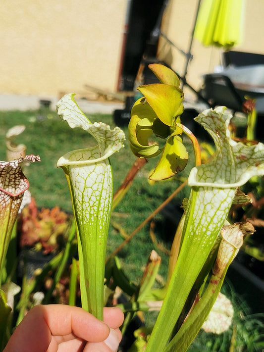 SLA02 Sarracenia leucophylla var. alba ('Hurricane Creek white', seedling. Vigorous, Stefan Lessen x self)