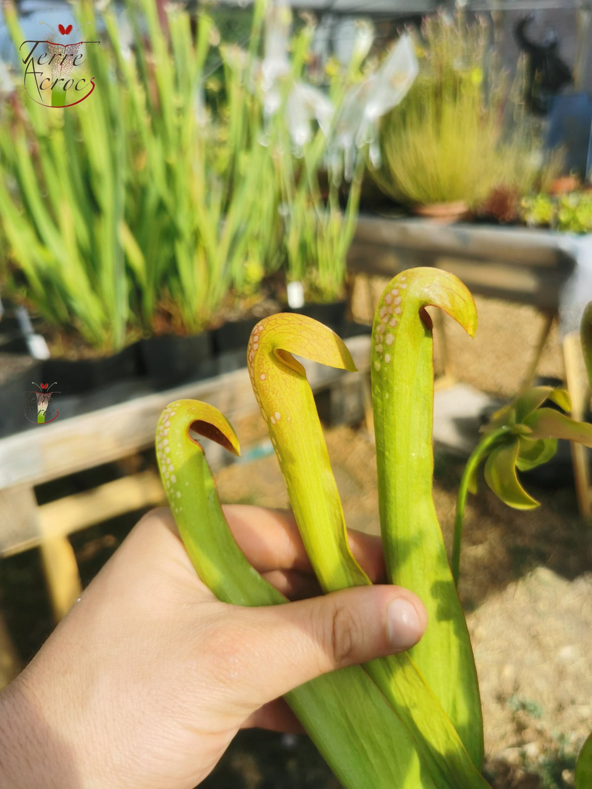 SM01 Sarracenia Minor Var. okefenokeensis --