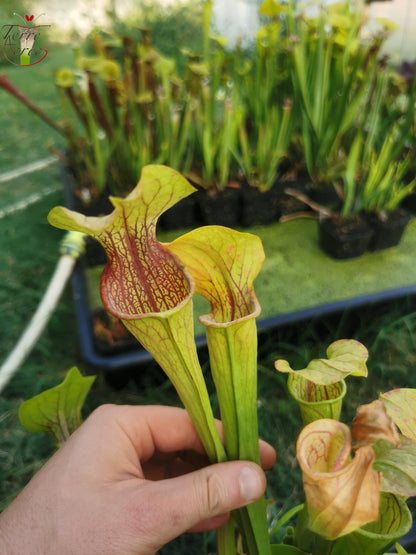 Sarracenia 2025 seeds (SO01 x OP)