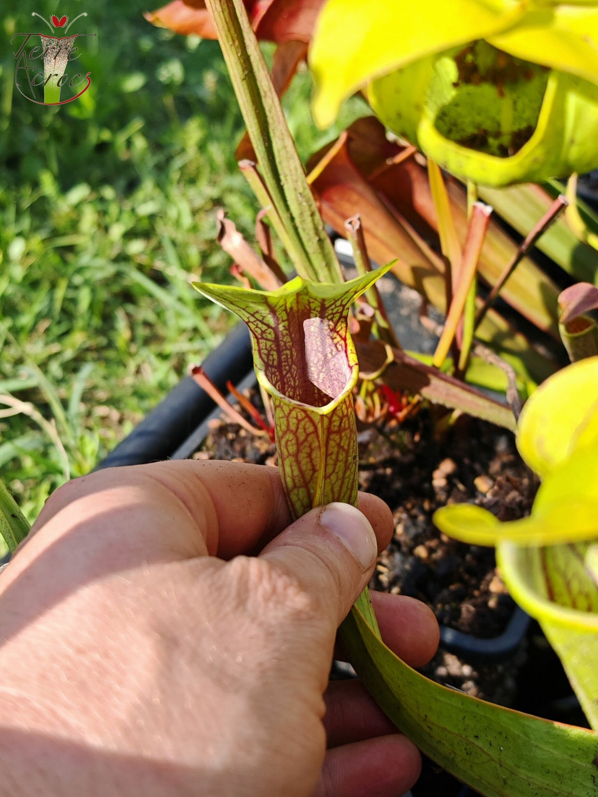 Sarracenia 2025 seeds (SO01 x OP)