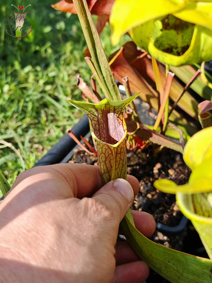 Sarracenia 2025 seeds (SO01 x OP)