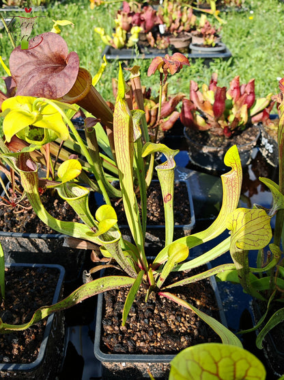 Sarracenia 2025 seeds (SO01 x OP)