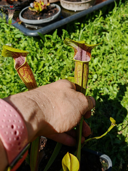 Sarracenia 2025 seeds (SO01 x OP)