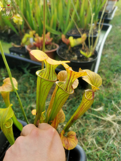 Sarracenia 2025 seeds (SOO01 x OP)