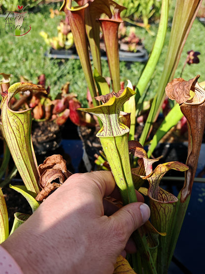 Sarracenia 2025 seeds (SOO01 x OP)