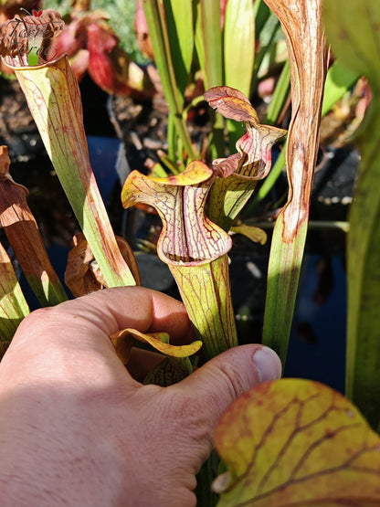 Sarracenia 2025 seeds (SOO01 x OP)