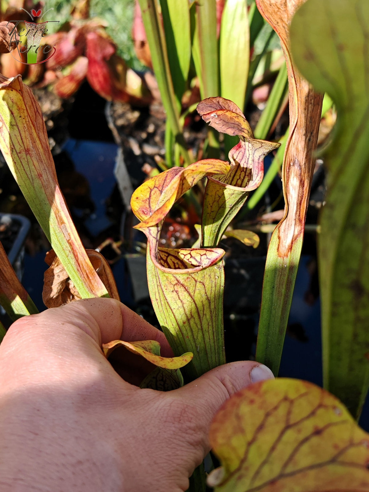 Sarracenia 2025 seeds (SOO01 x OP)