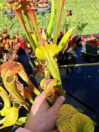 Sarracenia 2025 seeds (SOO01 x OP)