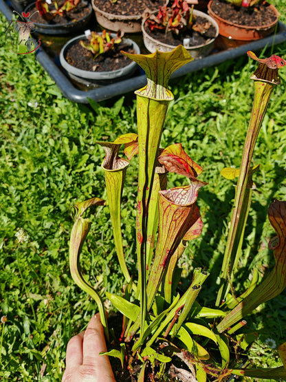 Sarracenia 2025 seeds (SOO01 x OP)