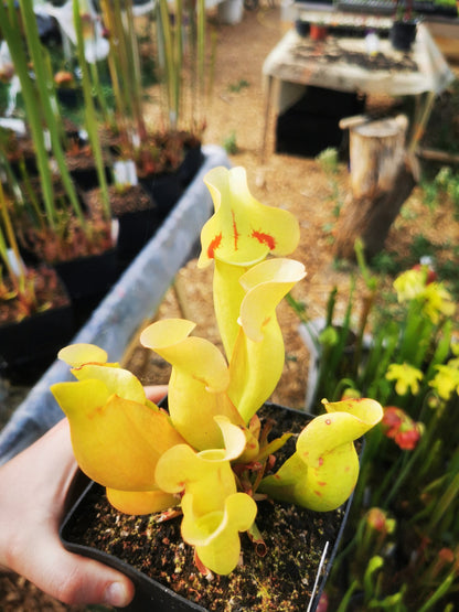 SPP02 Sarracenia purpurea ssp. purpurea – „Trauer“