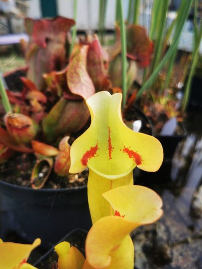 SPP02 Sarracenia purpurea ssp. purpurea – „Trauer“