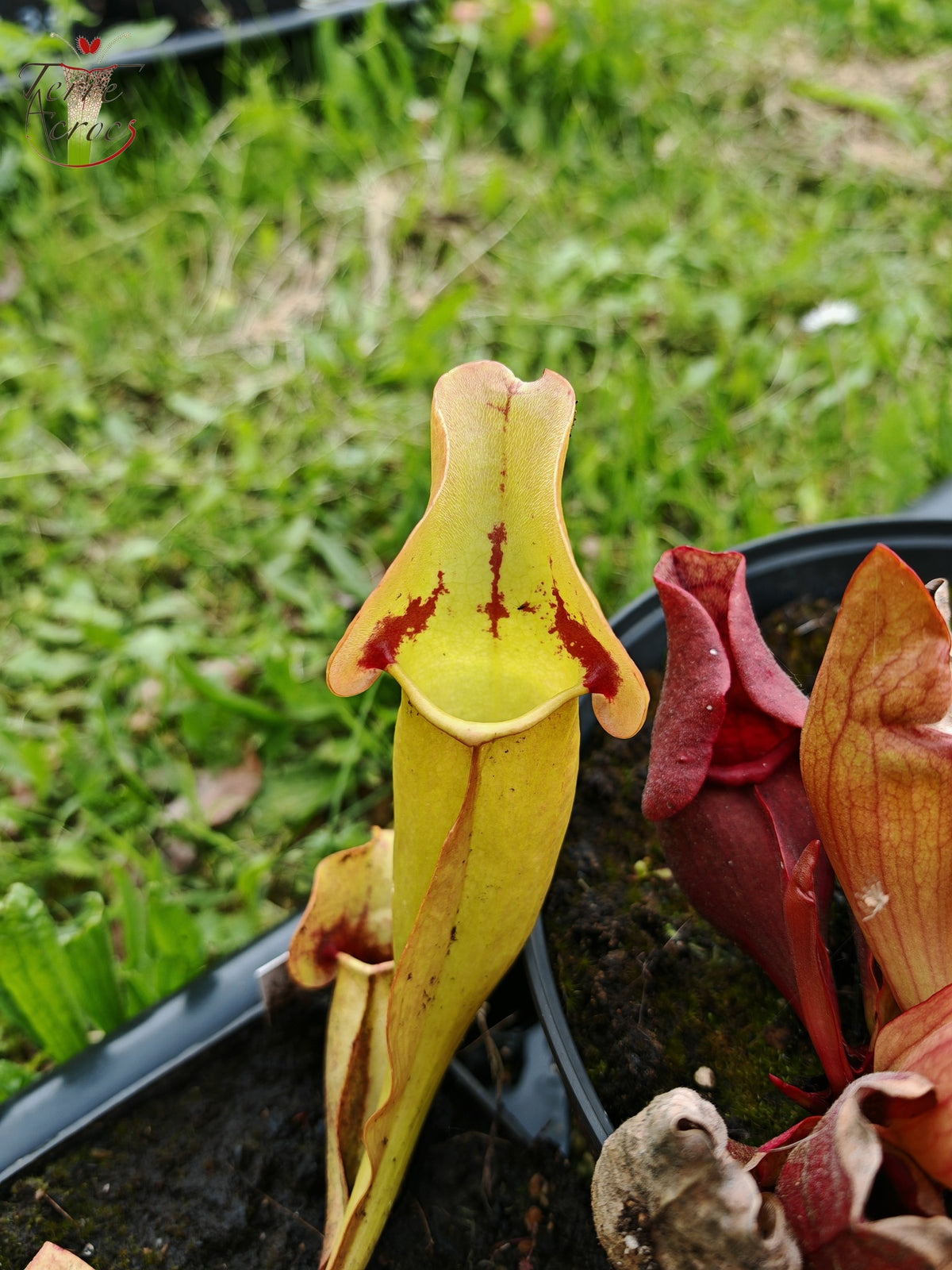 SPP02 Sarracenia purpurea ssp. purpurea – „Trauer“