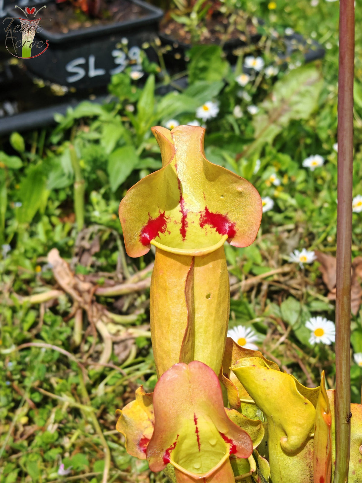 SPP02 Sarracenia purpurea ssp. purpurea – „Trauer“