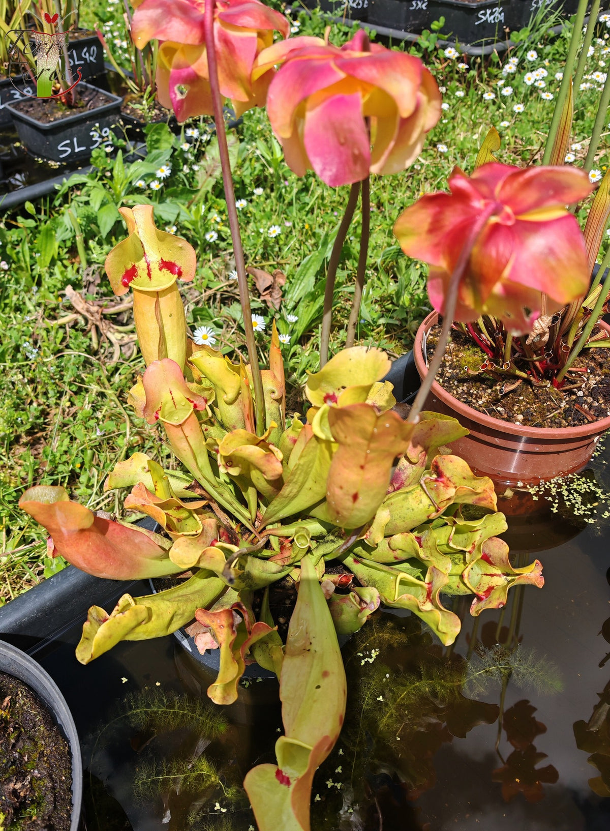 SPP02 Sarracenia purpurea ssp. purpurea – „Trauer“