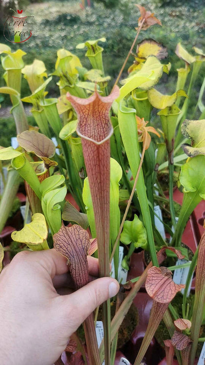 SRG01 Sarracenia rubra ssp gulfensis -- Dark tall pitchers