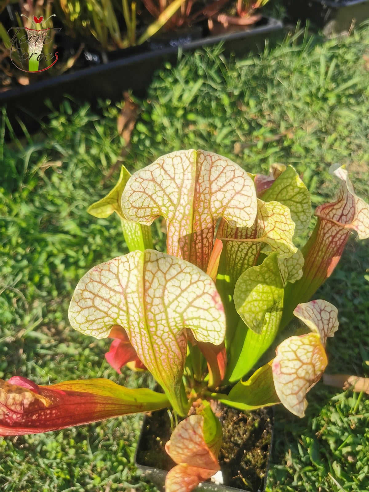 SX01 Sarracenia x 'Eva'