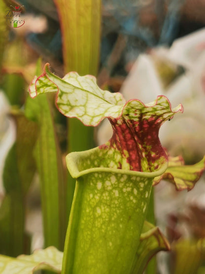 SX02 Sarracenia x ((S. alata x S. leucophylla — Red & Gold) x ‘Leah Wilkerson')(H182, MK)