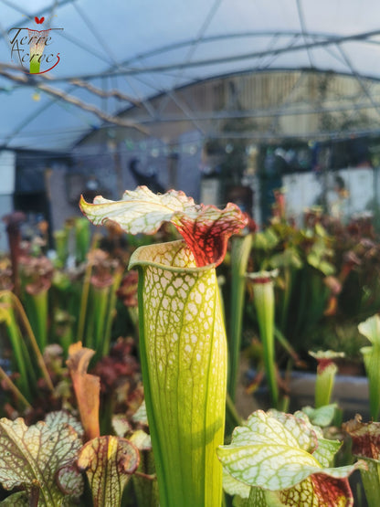 SX02 Sarracenia x ((S. alata x S. leucophylla — Red & Gold) x ‘Leah Wilkerson')(H182, MK)