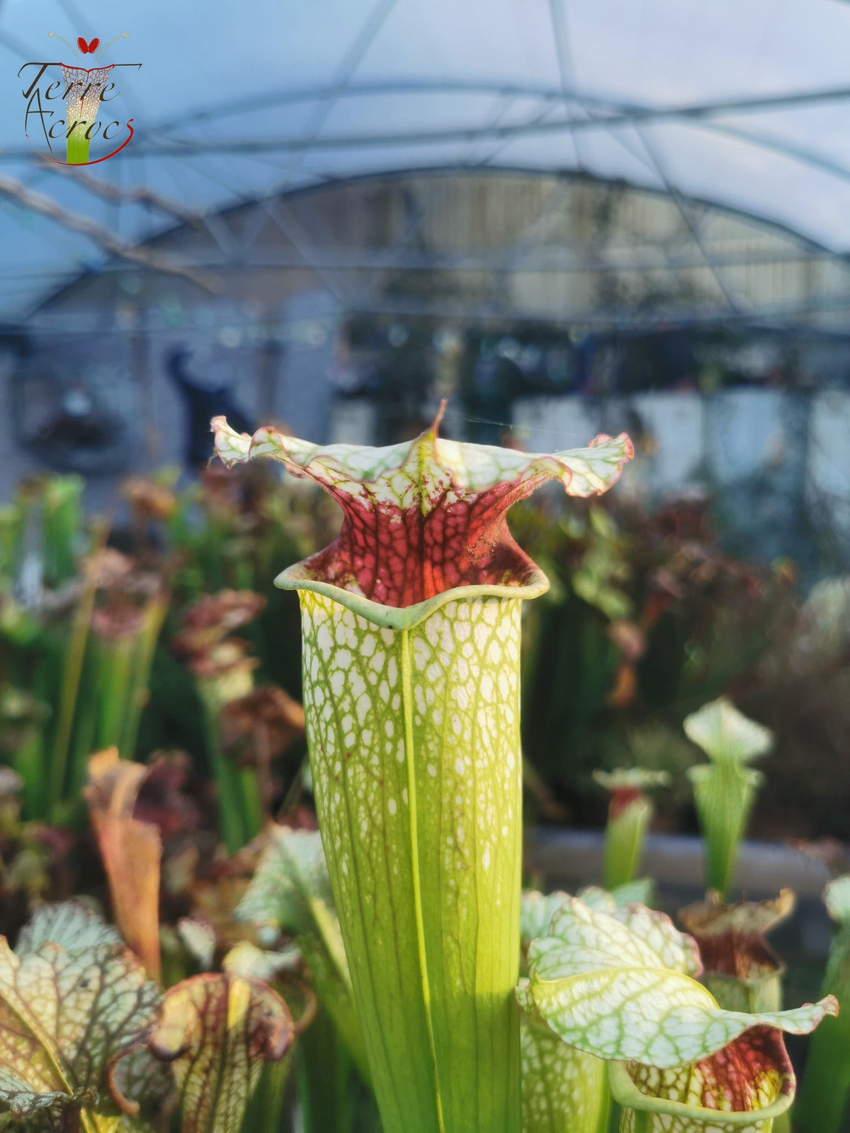 SX02 Sarracenia x ((S. alata x S. leucophylla — Red & Gold) x ‘Leah Wilkerson')(H182, MK)