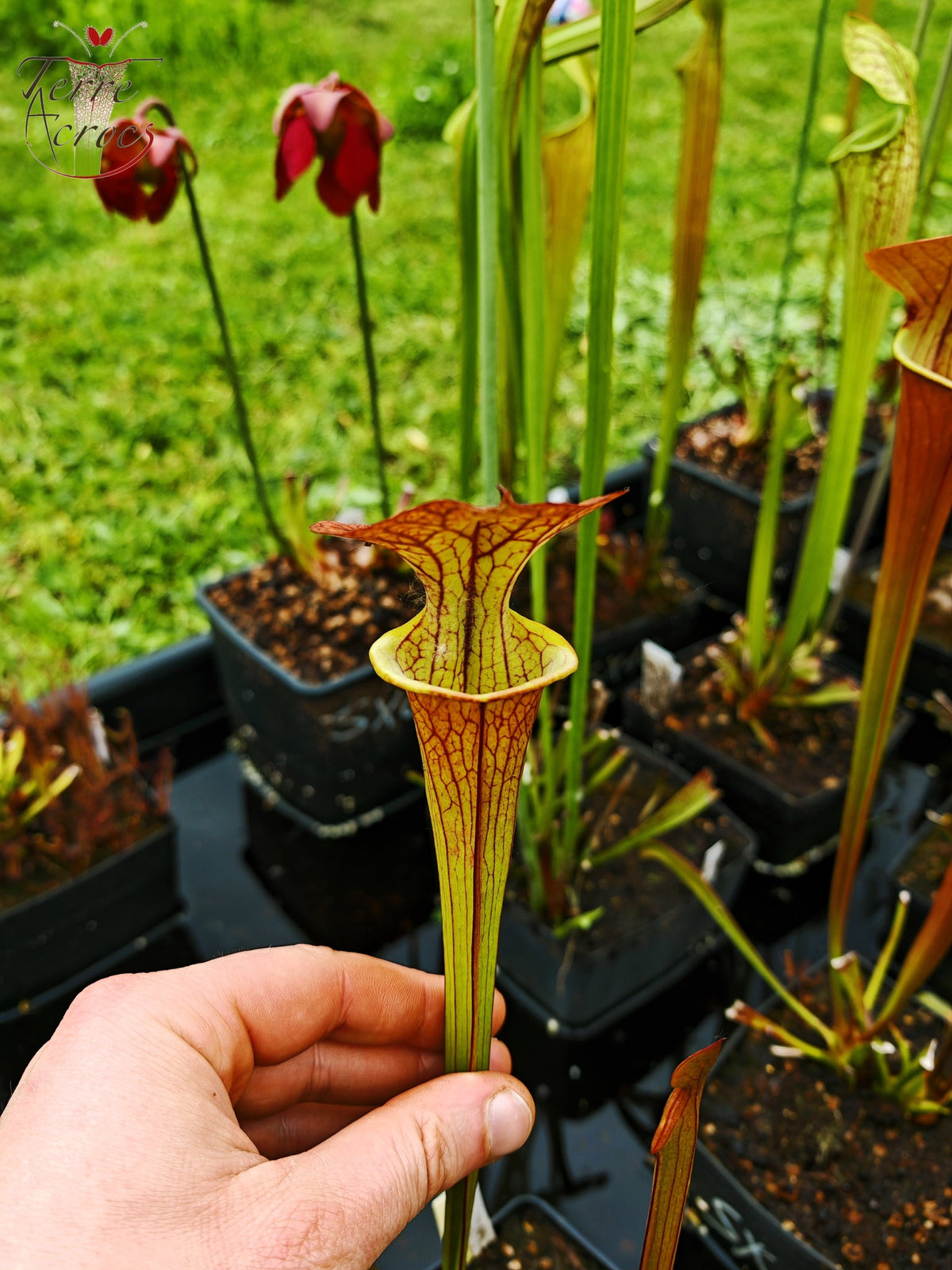 SX03a Sarracenia x (cuprea -- sehr große Form, (F153, MK) x 'Adrian Slack')(Klon a)