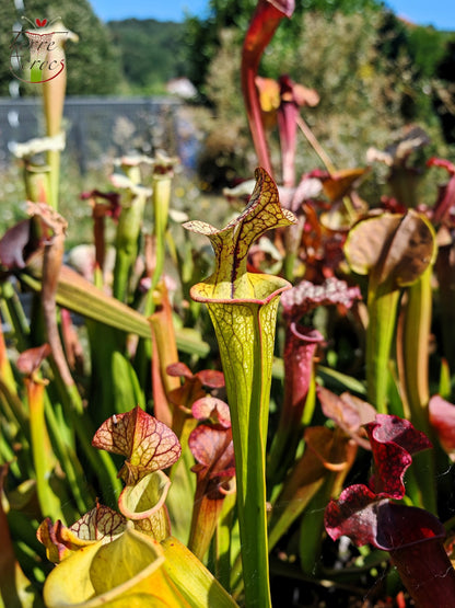SX03b Sarracenia x (cuprea -- sehr große Form, (F153, MK) x 'Adrian Slack')(Klon a) (Kopie)