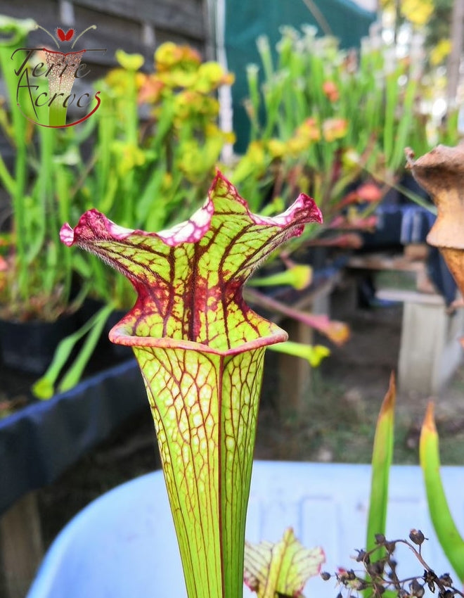 SX05 Sarracenia x 'Lynda Butt' (H10, MK)