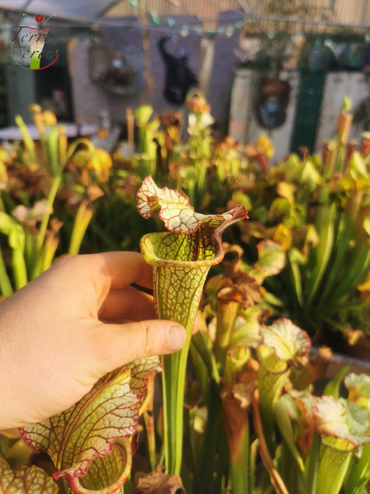 SX05 Sarracenia x 'Lynda Butt' (H10, MK)