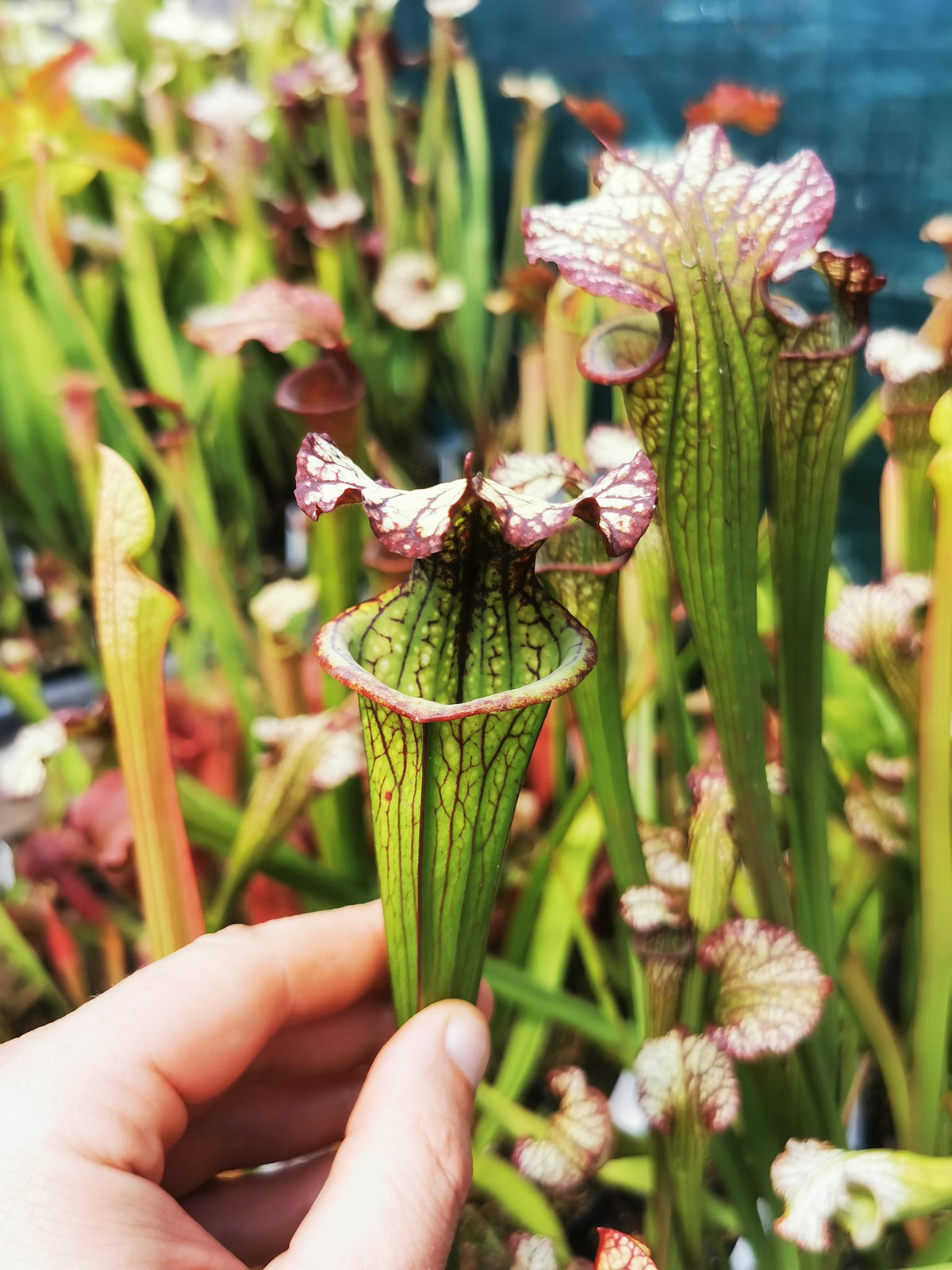 SX05 Sarracenia x 'Lynda Butt' (H10, MK)