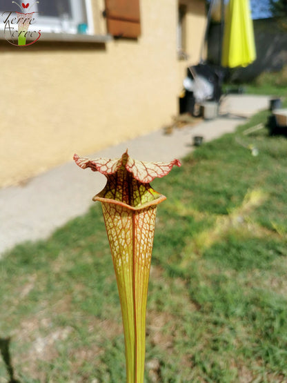 SX05 Sarracenia x 'Lynda Butt' (H10, MK)