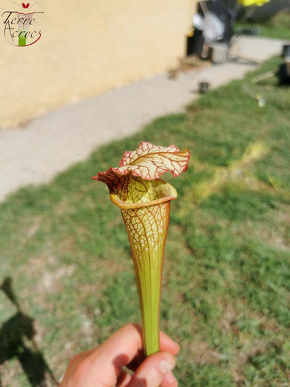 SX05 Sarracenia x 'Lynda Butt' (H10, MK)