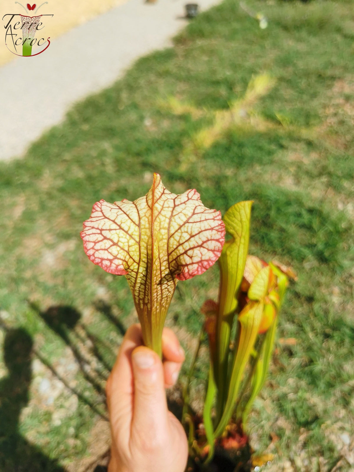 SX05 Sarracenia x 'Lynda Butt' (H10, MK)