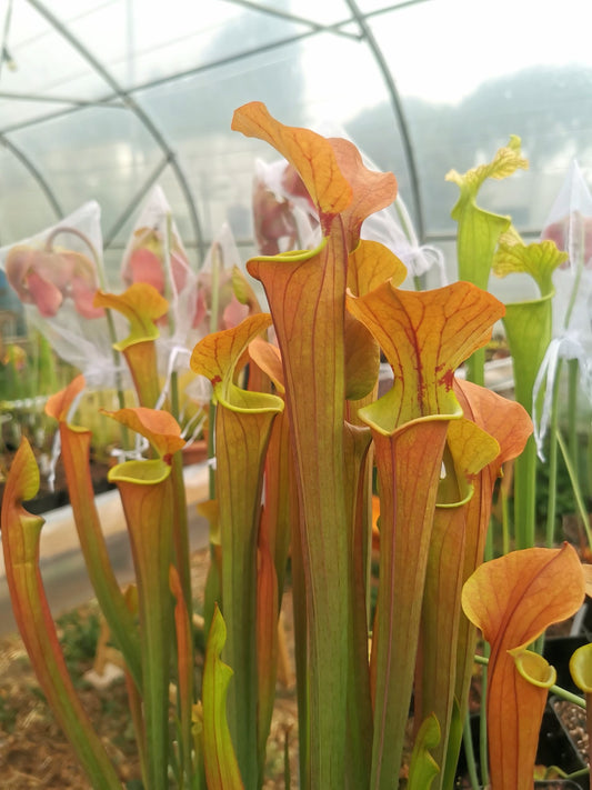 SX07 Sarracenia x „Tygo“