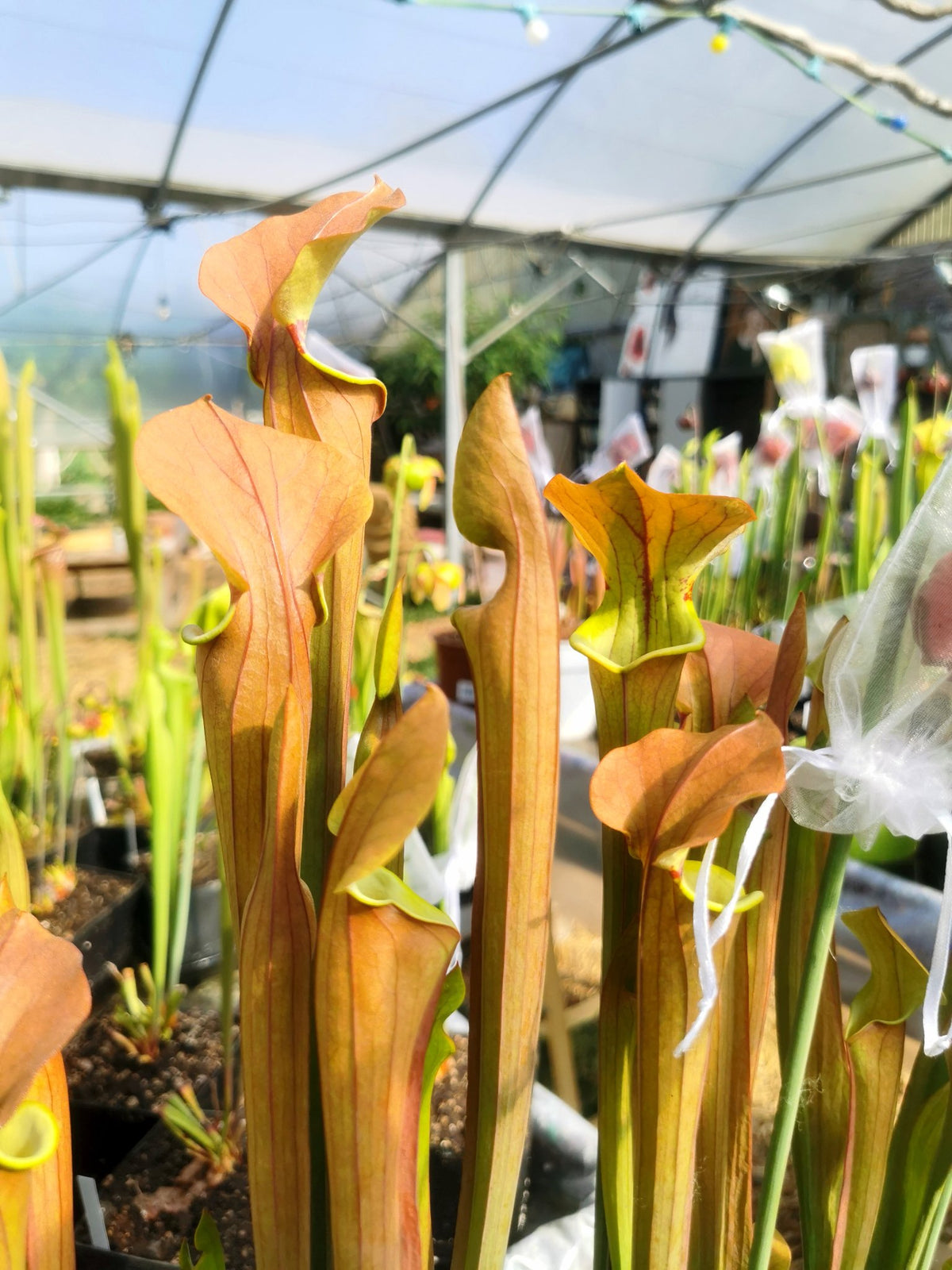 SX07 Sarracenia x „Tygo“