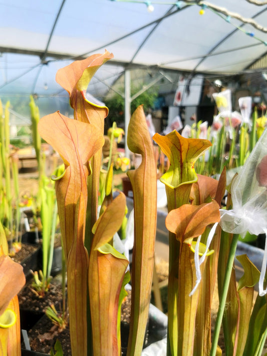 SX07 Sarracenia x „Tygo“