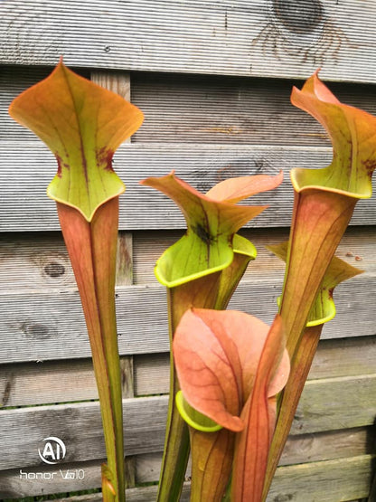 SX07 Sarracenia x „Tygo“